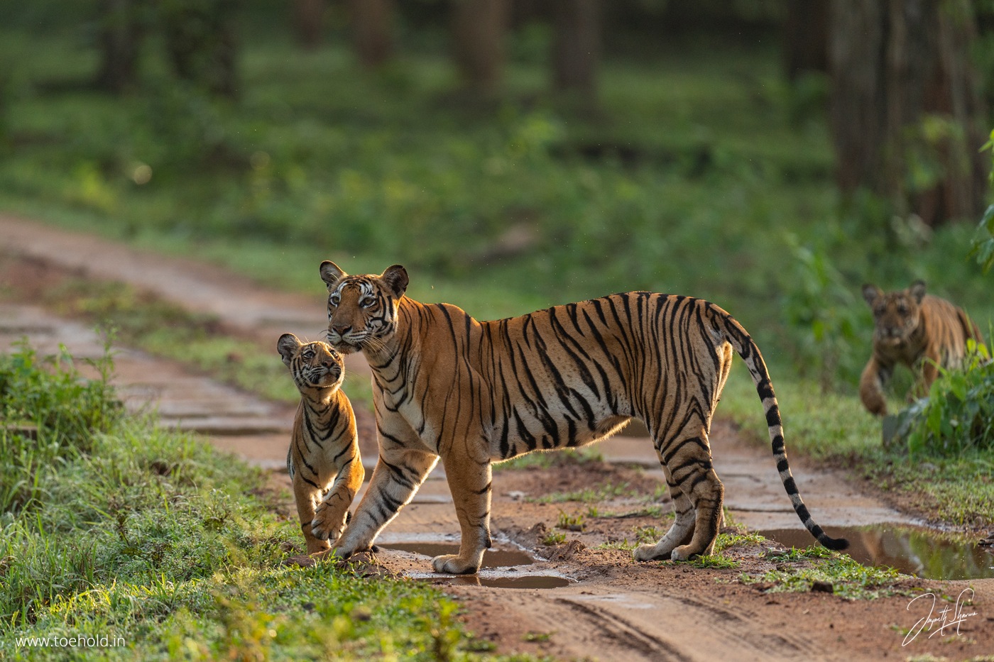 Kabini Wildlife