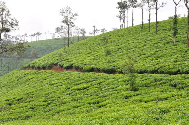 tea plantation