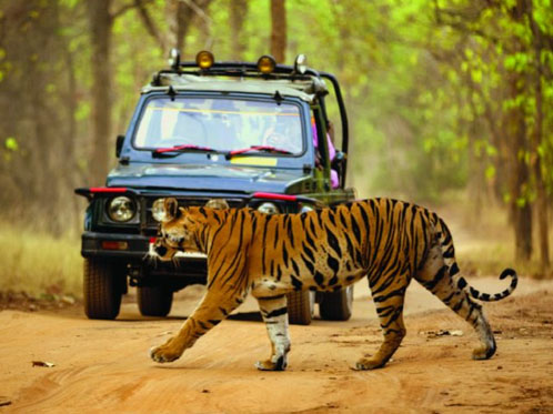 Wildlife Safari 